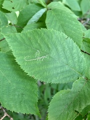 Caloptilia ostryaeella