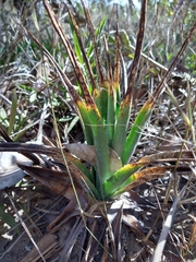 Dyckia
