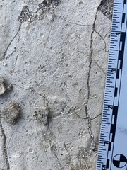 Perognathinae