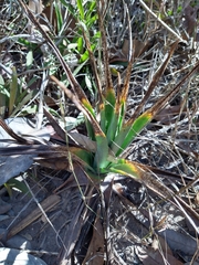 Dyckia