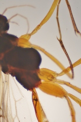 Ctenopelmatinae