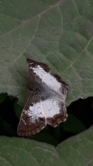 Antigonus emorsa