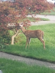 Odocoileus virginianus