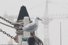 Chroicocephalus ridibundus