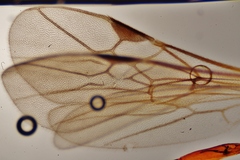 Ctenopelmatinae