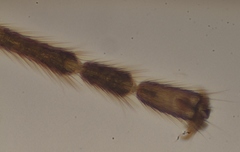 Ctenopelmatinae