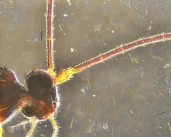 Ctenopelmatinae
