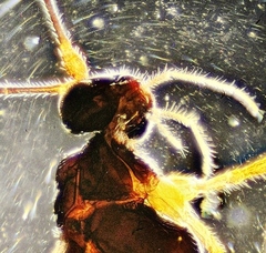 Ctenopelmatinae