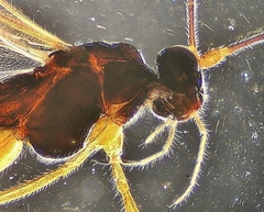 Ctenopelmatinae