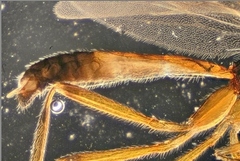 Ctenopelmatinae