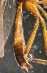 Ctenopelmatinae