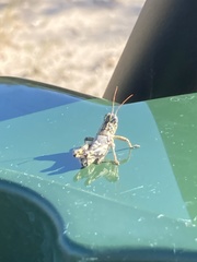 Agroecotettix modestus