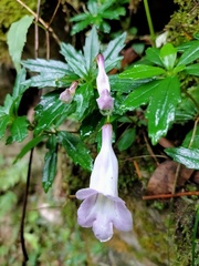 Lysionotus pauciflorus