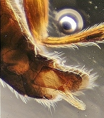 Ctenopelmatinae