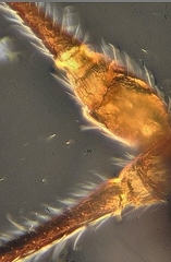 Ctenopelmatinae
