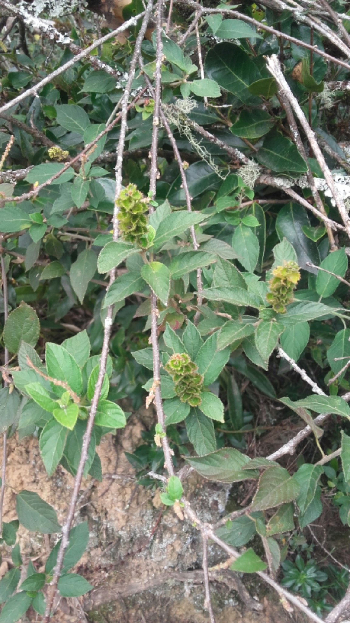 Acalypha padifolia 2