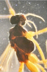Ctenopelmatinae