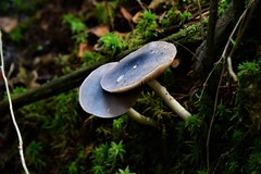 Entoloma indigoferum