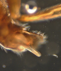 Ctenopelmatinae