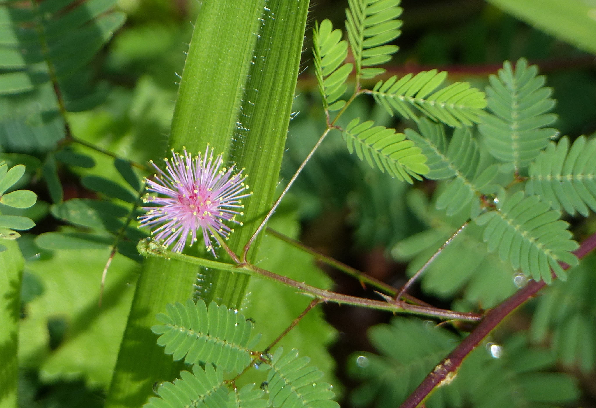 Mimosa candollei