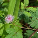 Mimosa candollei - Photo (c) Helio Lourencini, some rights reserved (CC BY), uploaded by Helio Lourencini