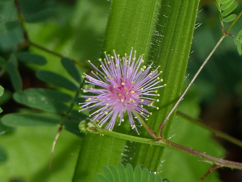 Image of Fourvalve mimosa by (c) Helio Lourencini, some rights reserved (CC BY)