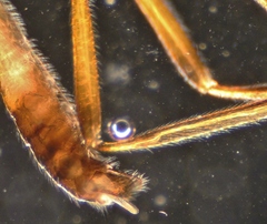 Ctenopelmatinae