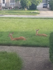 Odocoileus virginianus