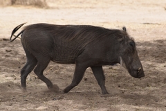 Phacochoerus africanus africanus