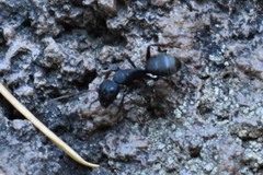 Camponotus modoc