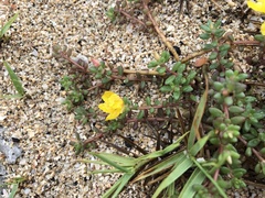 Portulaca psammotropha