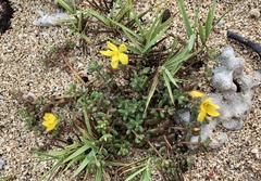 Portulaca psammotropha