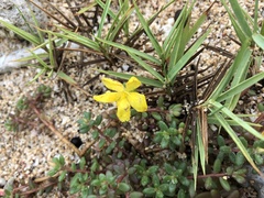 Portulaca psammotropha
