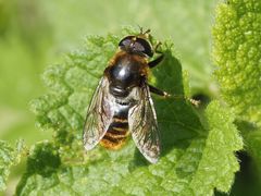 Merodon constans