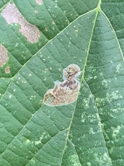 Phyllonorycter tiliacella