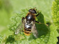 Merodon constans