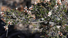 Cryptandra magniflora