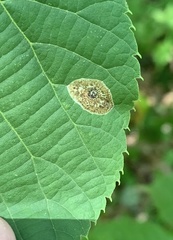 Phyllonorycter tiliacella