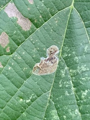 Phyllonorycter tiliacella