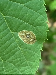 Phyllonorycter tiliacella