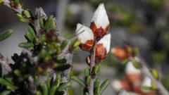 Cryptandra magniflora