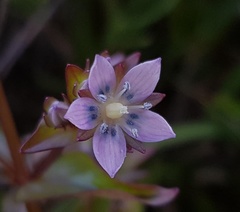 Swertia macrosperma