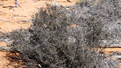 Cryptandra magniflora