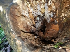 Dolomedes tenebrosus