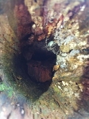 Dolomedes tenebrosus