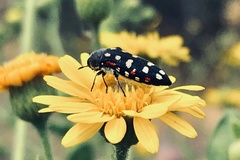 Acmaeodera gibbula