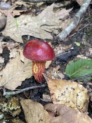 Exsudoporus
