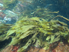 Dictyota kunthii