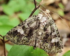 Phosphila miselioides