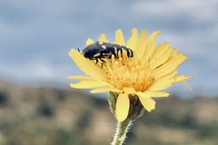 Acmaeodera alicia